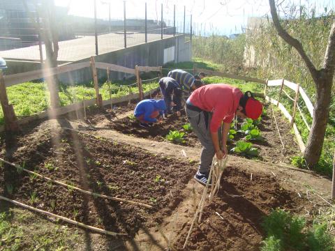 Construção de vedação para cenouras, feijão verde e cebolinho. O outro grupo com a orientação do Professor Titular de Turma, Paulo Santos semeia rabanetes.